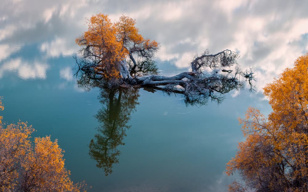 Golden Autumn Reflection by John J. Chen — canvas wall art