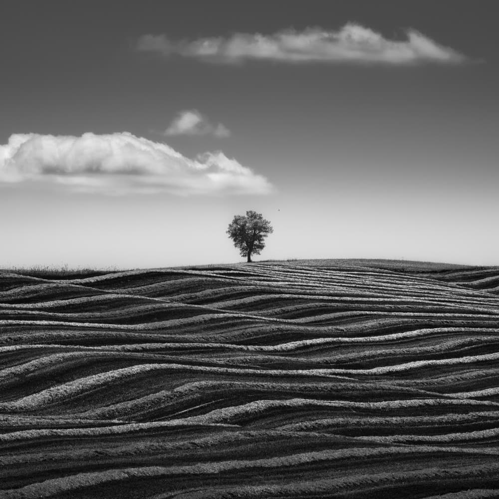 Rolling Hills Solitary Tree by Thomas de Franzoni — canvas wall art