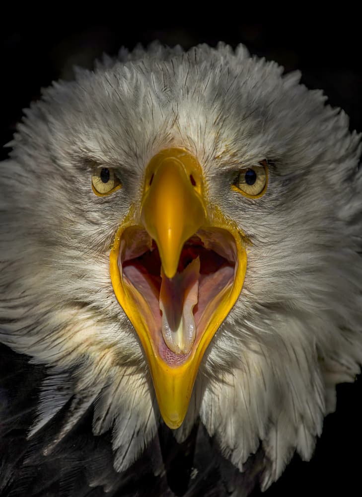Screaming Bald Eagle by Chris Coenders — canvas wall art