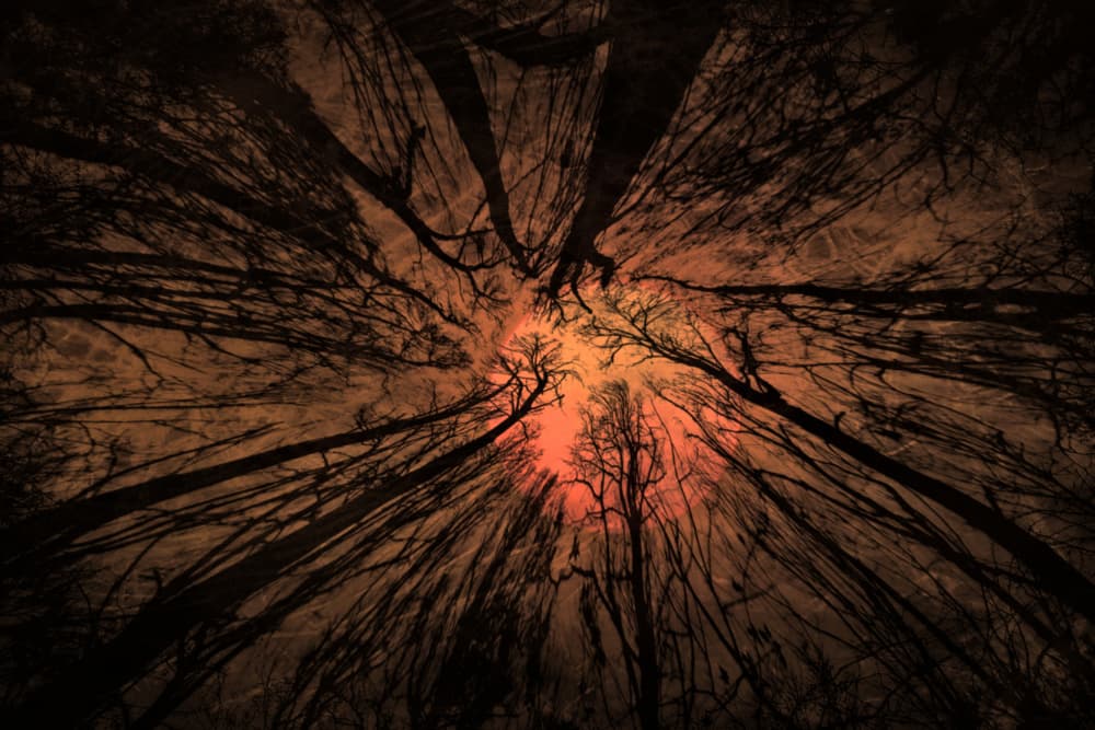 Fiery Forest Sky by Robert Fabrowski — canvas wall art
