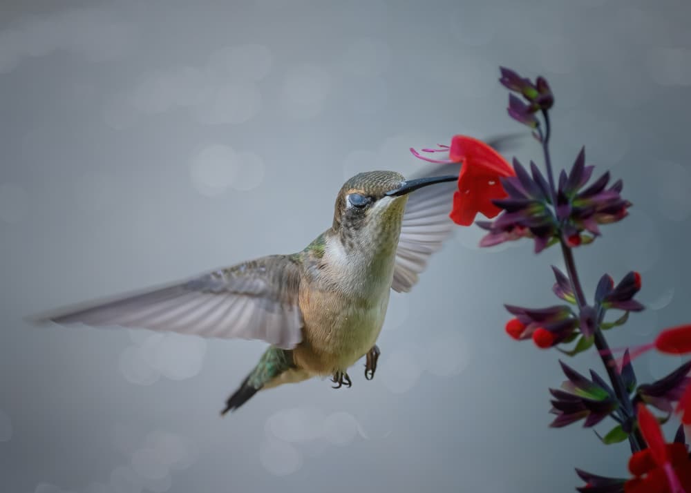 Hummingbird Nectar Sip by Li Chen — canvas wall art