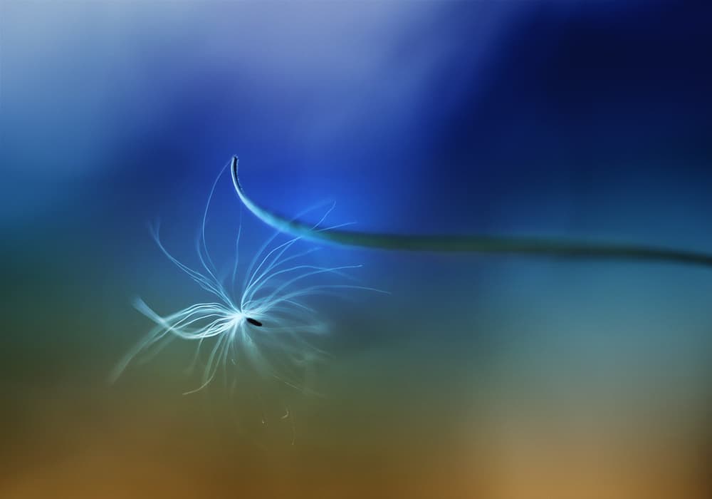 Delicate Blue Dandelion by Jutta Kerber — canvas wall art