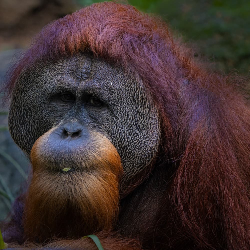Majestic Orangutan Portrait by TWEE LIANG WONG — canvas wall art