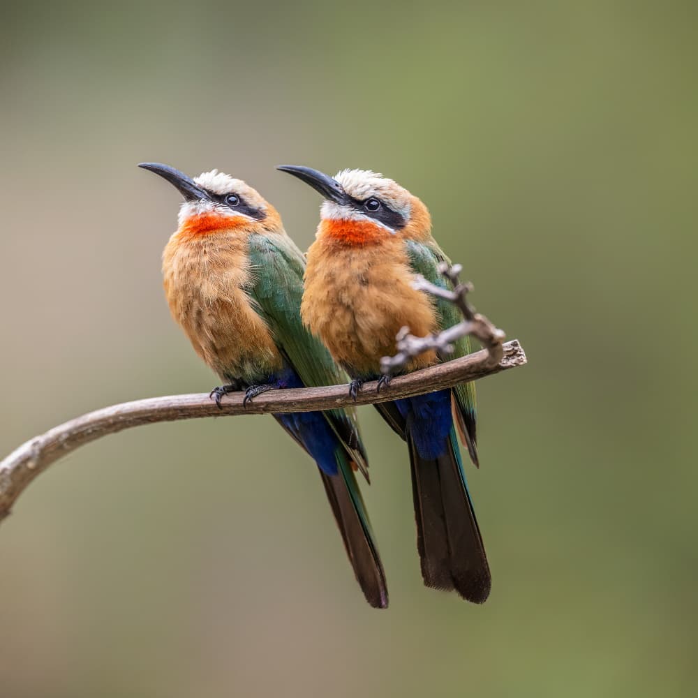 Colorful Bee-Eaters Perched by Taksing (吉星高照) — canvas wall art