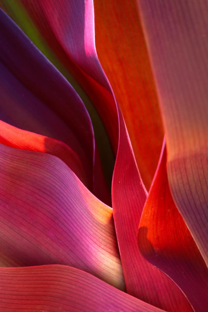 Vibrant Leaf Layers by Robin Wechsler — canvas wall art