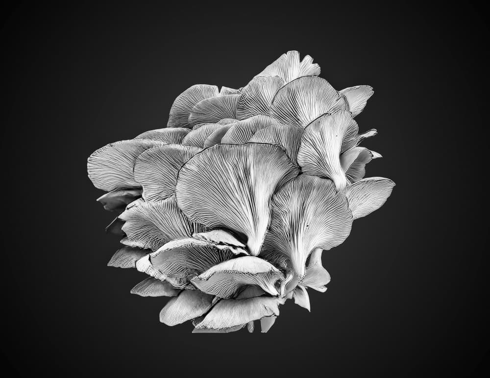 Elegant Mushroom Cluster by Sunil Kulkarni — canvas wall art