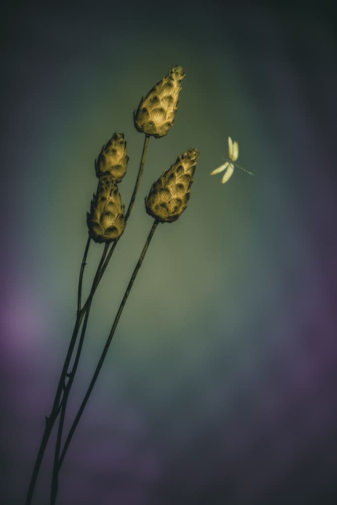 Serene Pods And Dragonfly by Cicek Kiral — canvas wall art