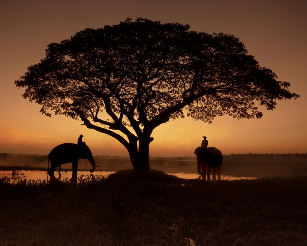 Elephant Sunset Silhouette by Fira Mikael — canvas wall art