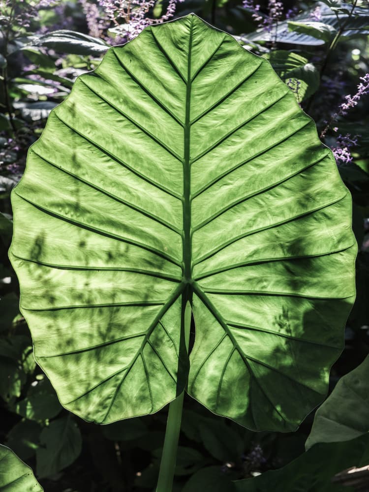 Verdant Veins by Shot by Clint — canvas wall art