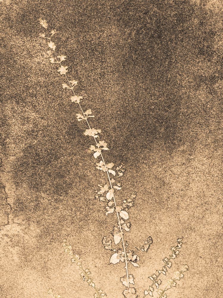 Subtle Botanical Growth by Santhosh ch — canvas wall art