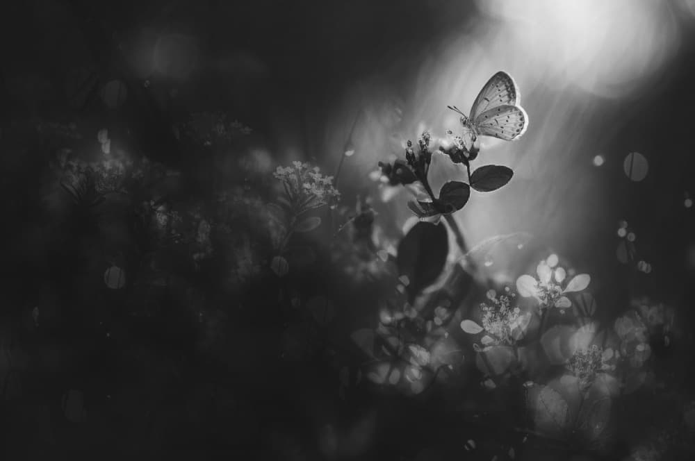 Butterfly in Light by Edy Pamungkas — canvas wall art