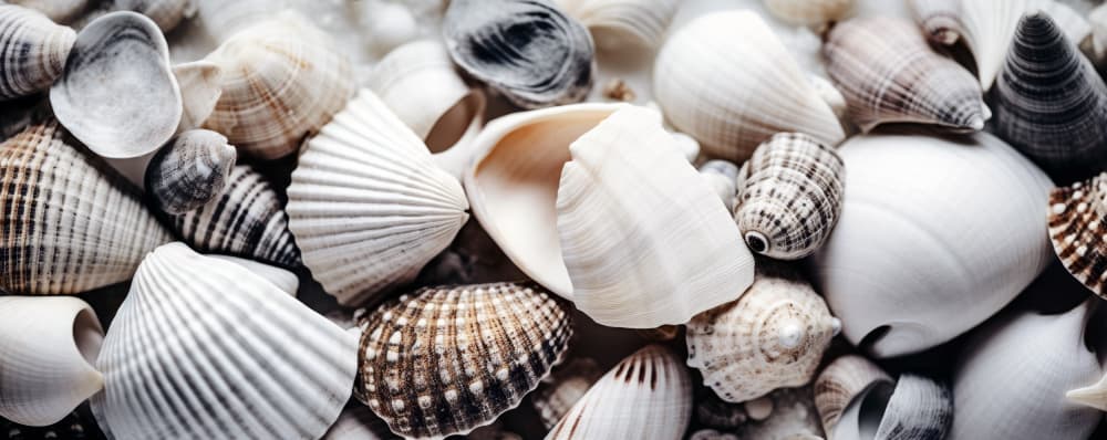 Seashell Symphony by Treechild — canvas wall art
