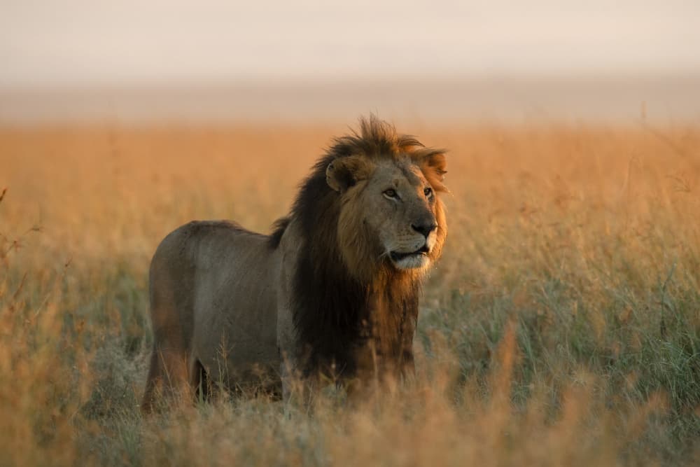 African Lion Sunrise by Roshkumar — canvas wall art