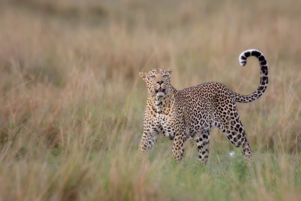 Majestic Leopard in Grass by Alessandro Catta — canvas wall art