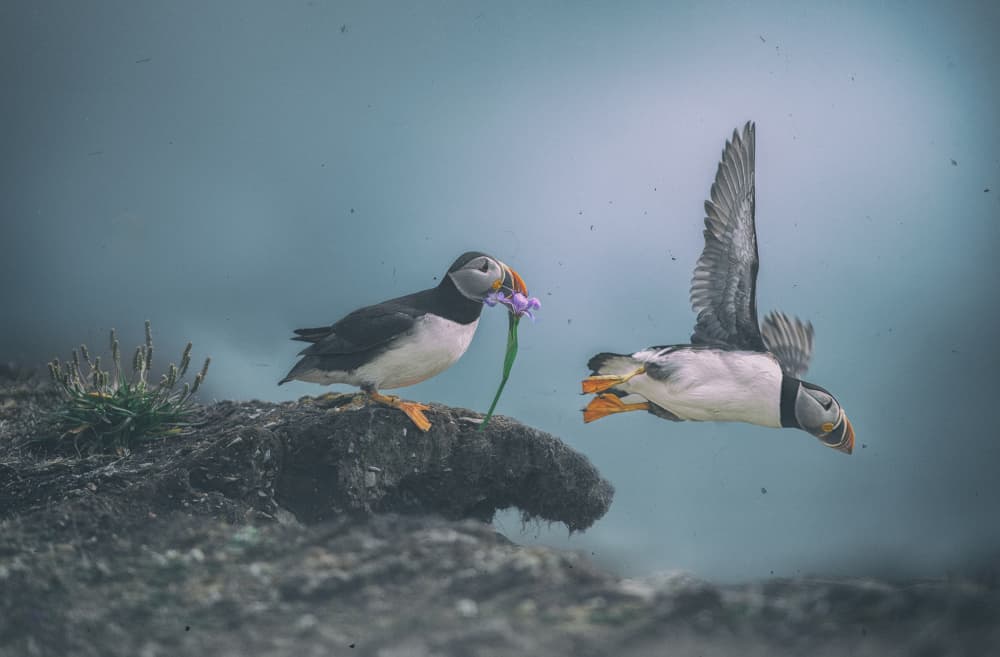 Puffin Flower Gift by Larry Deng APA — canvas wall art