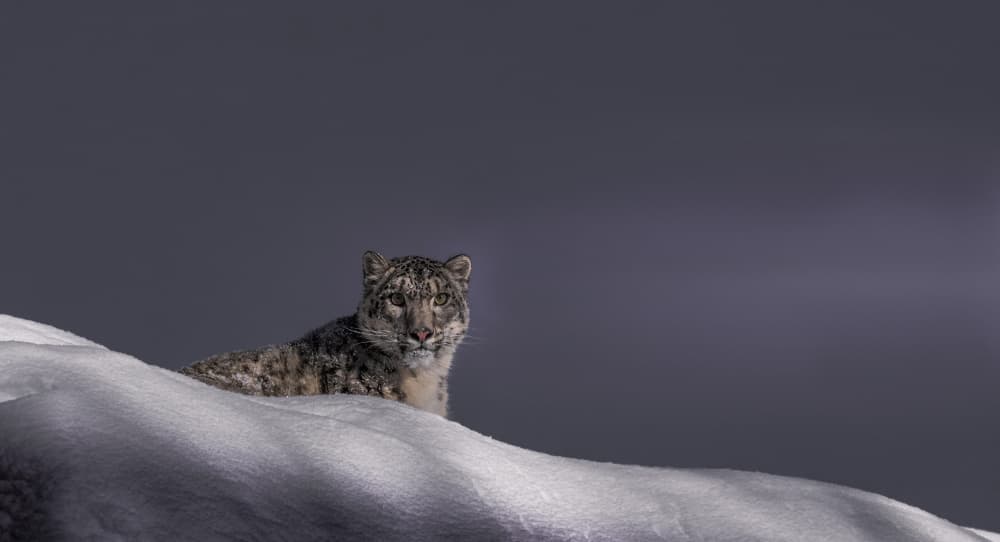 Snow Leopard Gaze by C. Ray Roth — canvas wall art