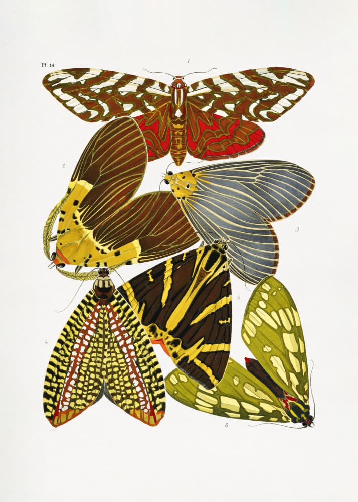 Butterflies 6 by Emile Alain Seguy — canvas wall art