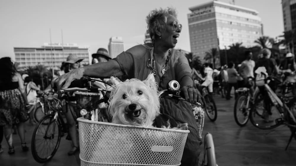 Happy Dog Bicycle Ride by Murat YILMAZ — canvas wall art