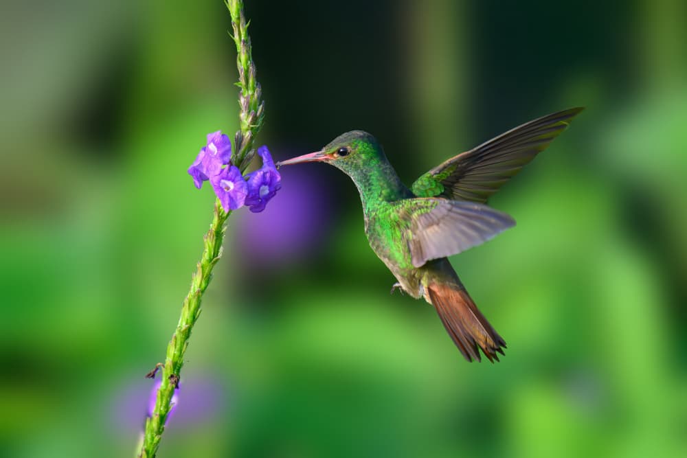 Vibrant Hummingbird Nectar by Mike He — canvas wall art