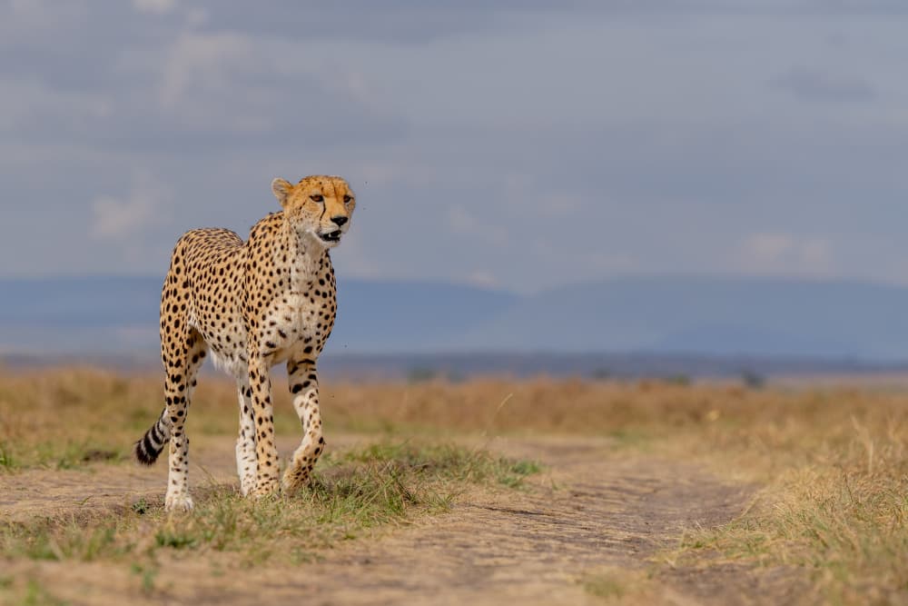 Wild African Cheetah by Dirk Koster — canvas wall art
