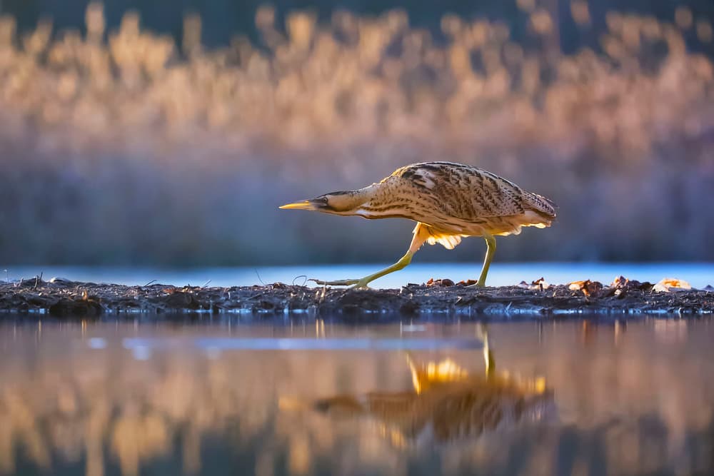 Marsh Bird Reflection by Phillip Chang — canvas wall art