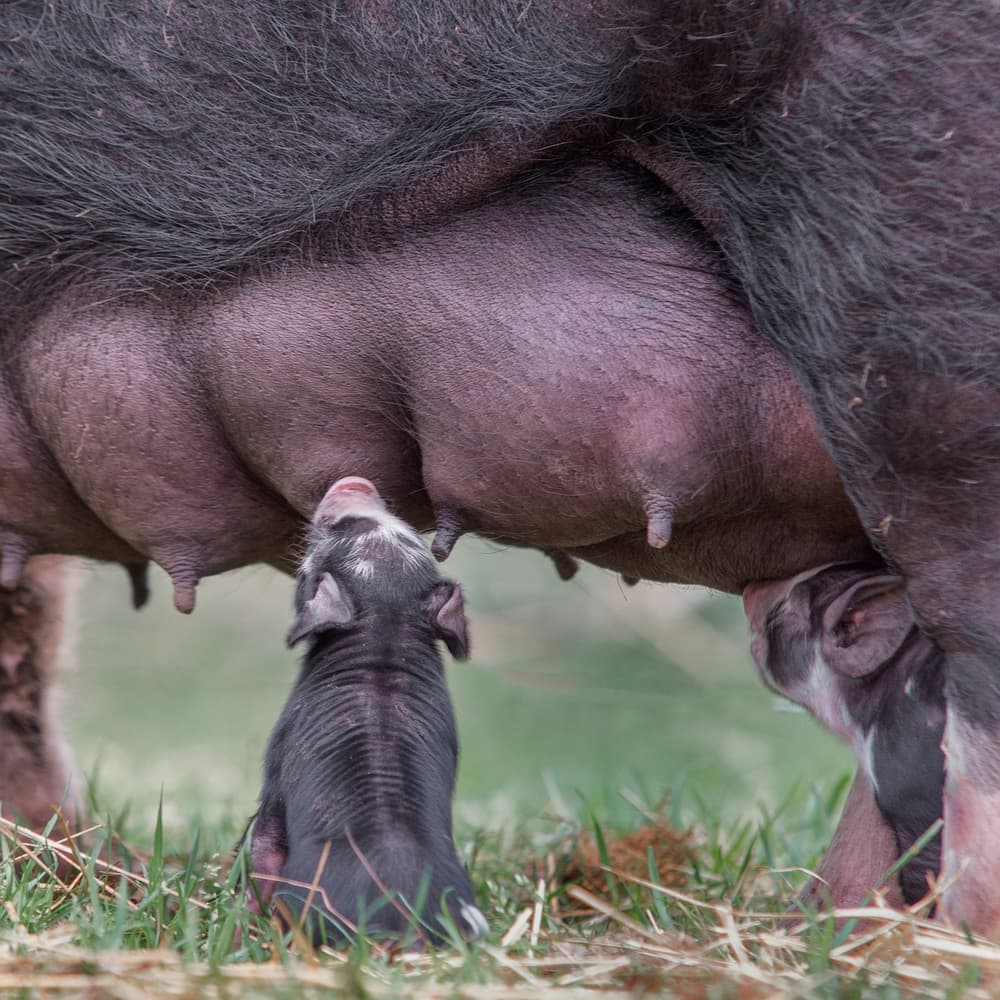 Nursing Piglets by Gert van den Bosch — canvas wall art