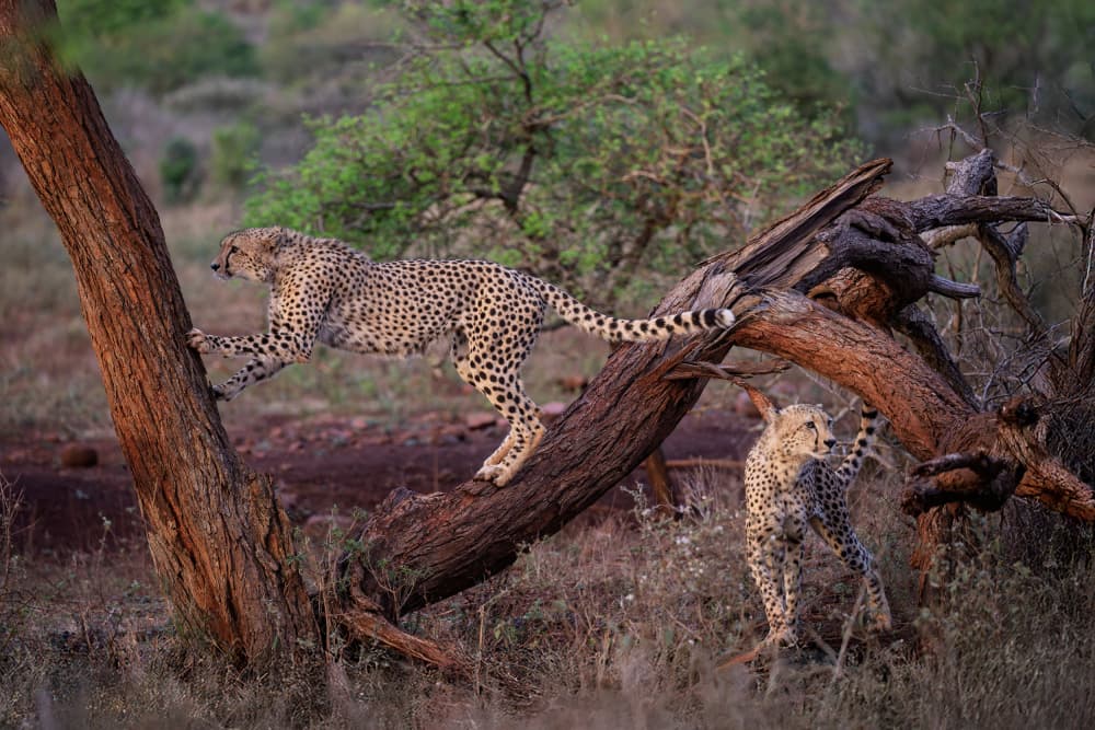 African Cheetahs Leaping by Alessandro Catta — canvas wall art