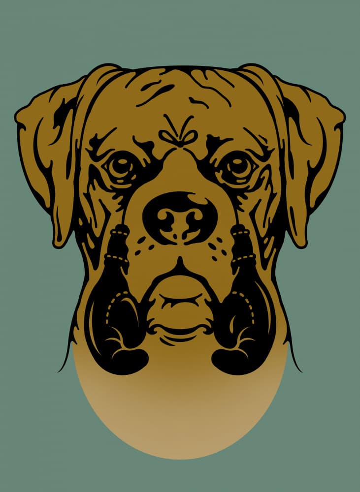 Boxer Dog Fighter by Adam Lawless — canvas wall art