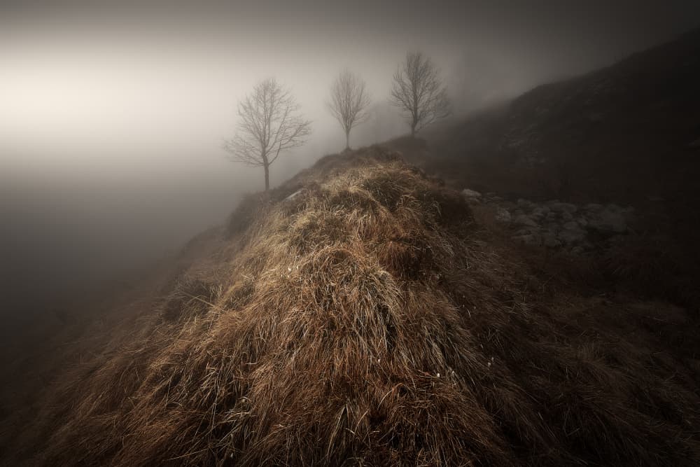 Ethereal Foggy Trees by Filippo Manini — canvas wall art
