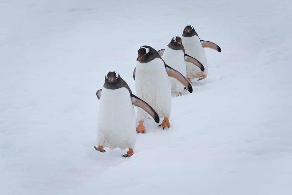 Penguins Marching in Snow by Richard Liu — canvas wall art