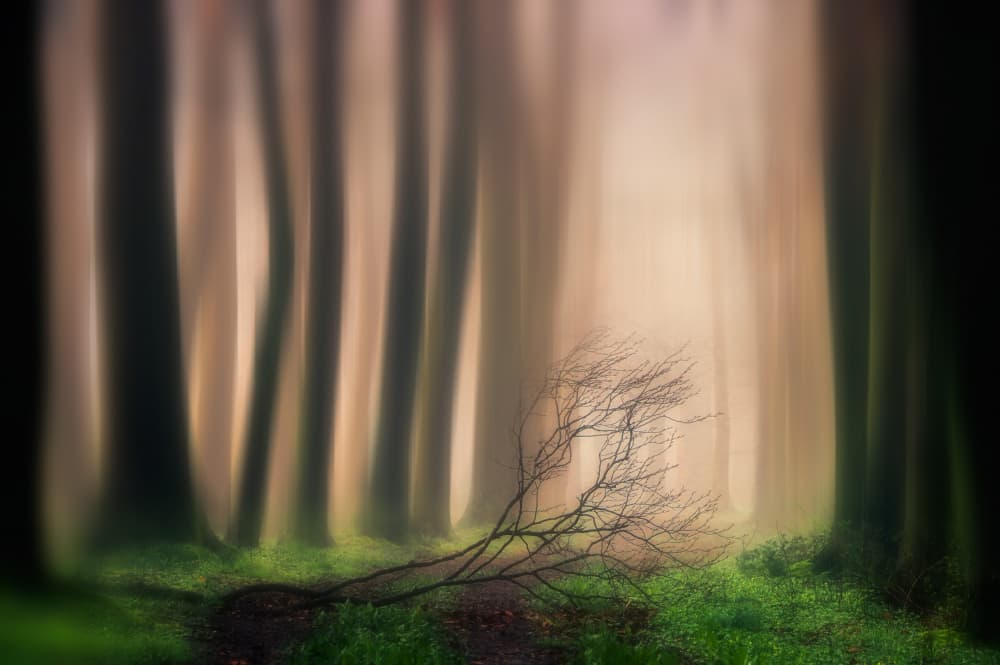 Misty Forest Path by Hilda van der Lee — canvas wall art