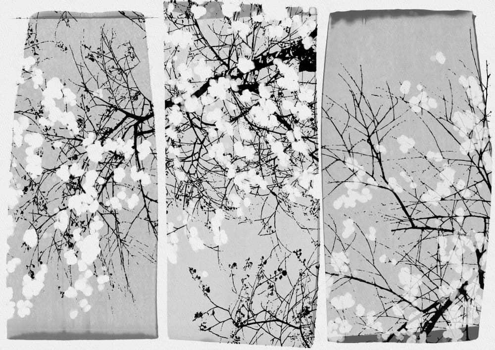 Delicate Spring Blossoms by Orara Studio — canvas wall art