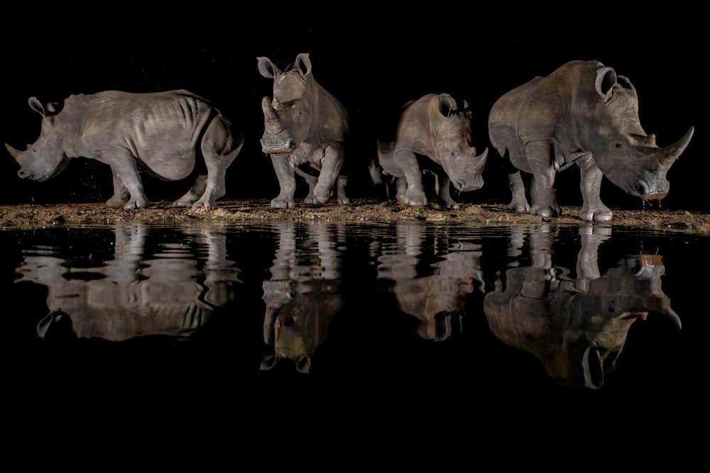 Night Rhinos Drinking by Alessandro Catta — canvas wall art