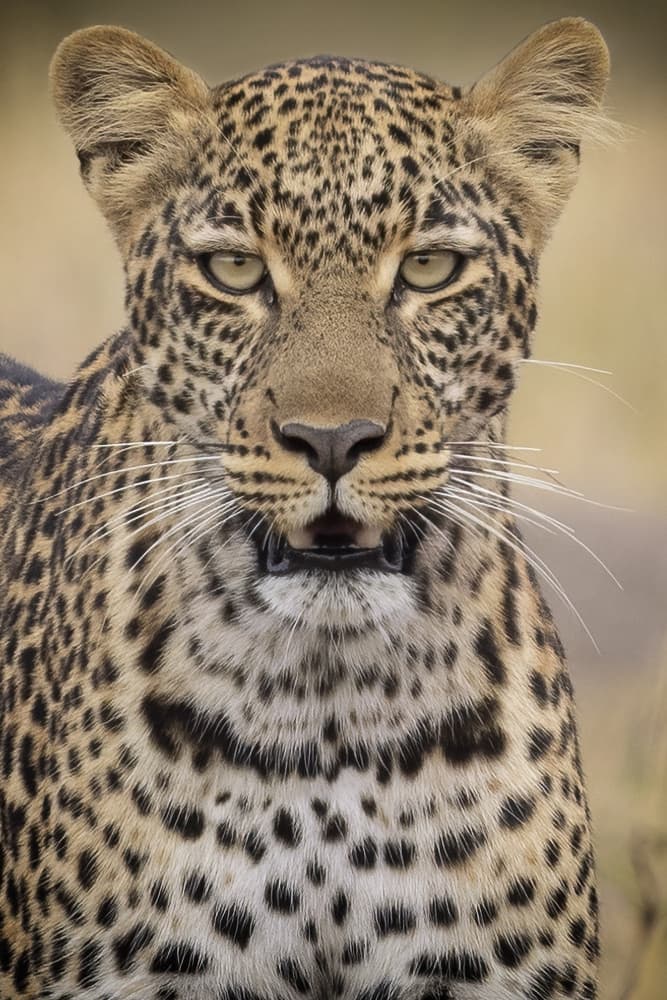 Leopard's Piercing Gaze by Renee Doyle — canvas wall art
