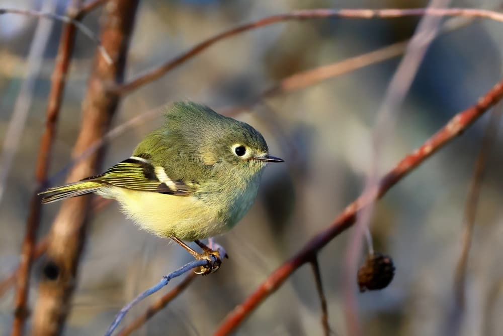Olive Green Kinglet by Michael Burlak — canvas wall art
