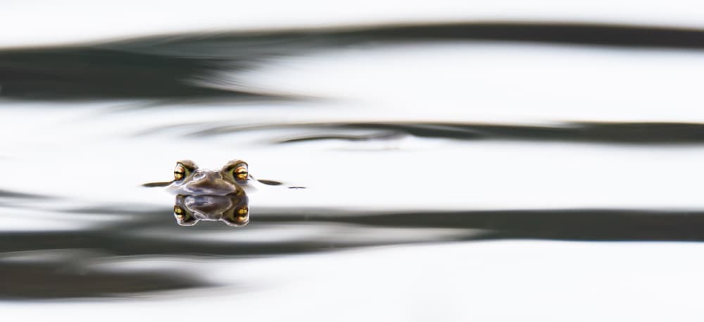 Serene Frog Reflection by Rob Blanken — canvas wall art