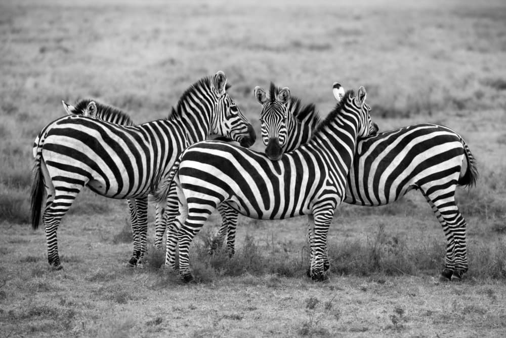 African Zebra Herd by Alessandro Catta — canvas wall art