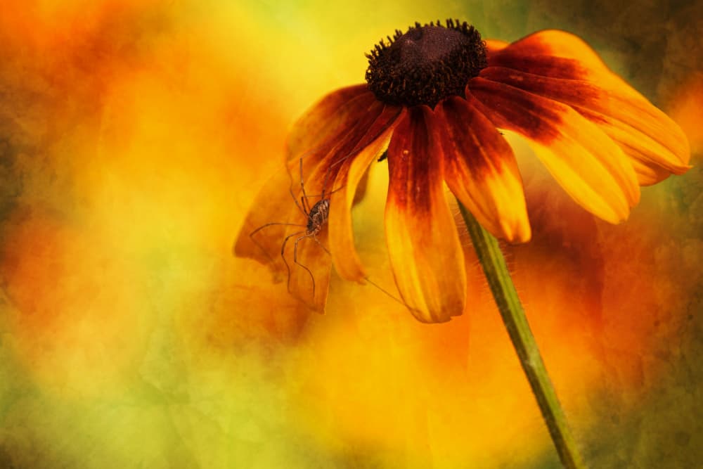 Black Eyed Susan Spider by Xiang yang Cui — canvas wall art
