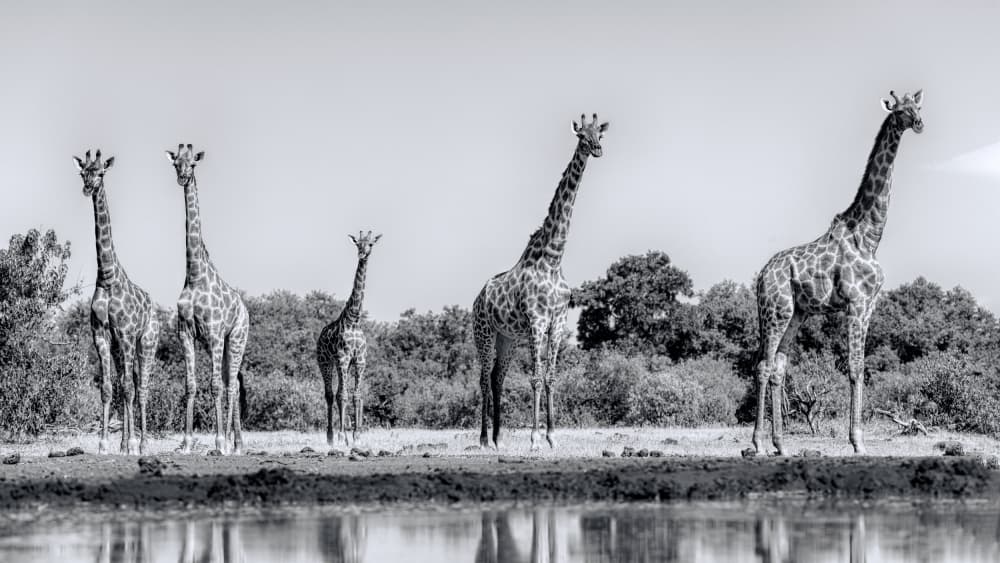 Giraffe Family Reflection by Jun Zuo — canvas wall art