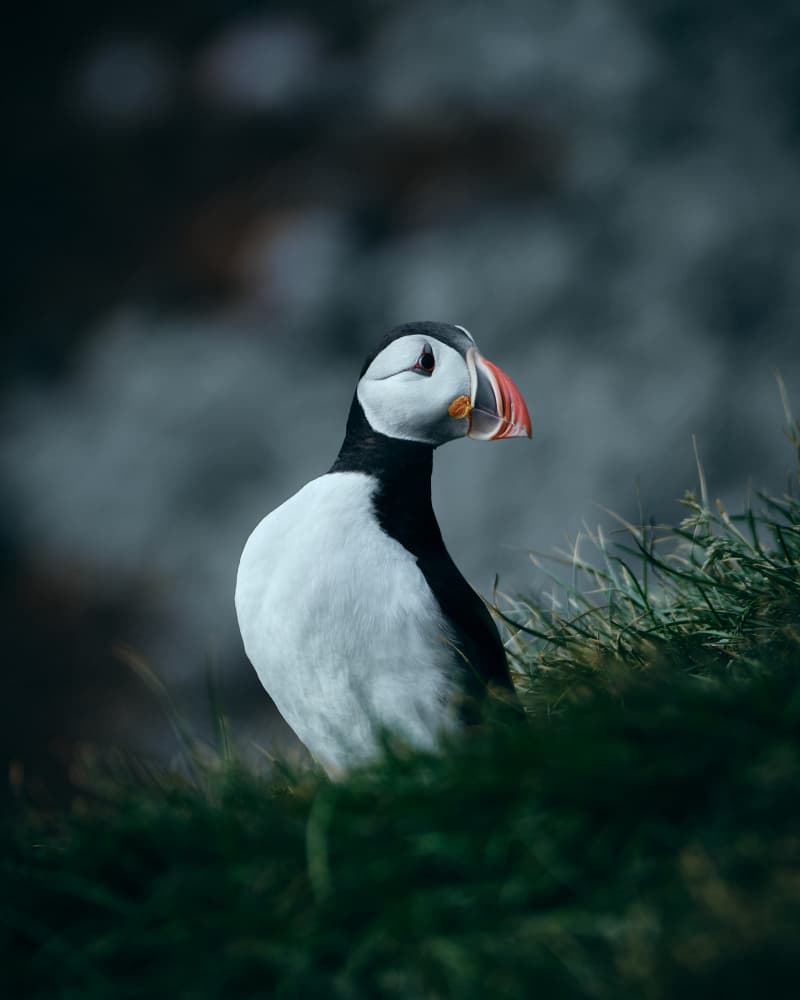 Atlantic Puffin Portrait by Leroy Souhuwat — canvas wall art