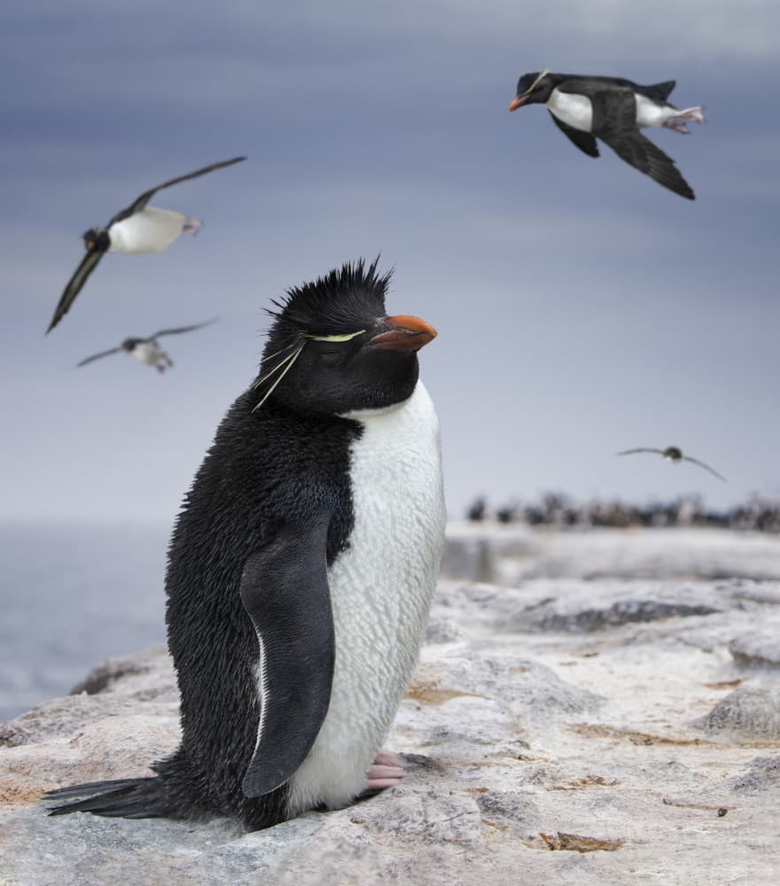 Wild Rockhopper on Coast by Amy Marques — canvas wall art