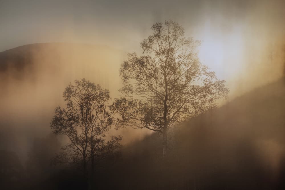 Misty Forest Glow by Hiroyuki Tsuchiya — canvas wall art