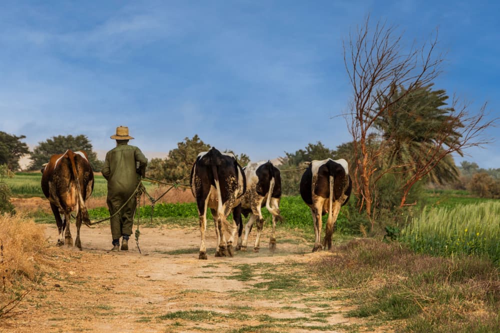 Farmer Herding Cattle by Hesham Ragab — canvas wall art