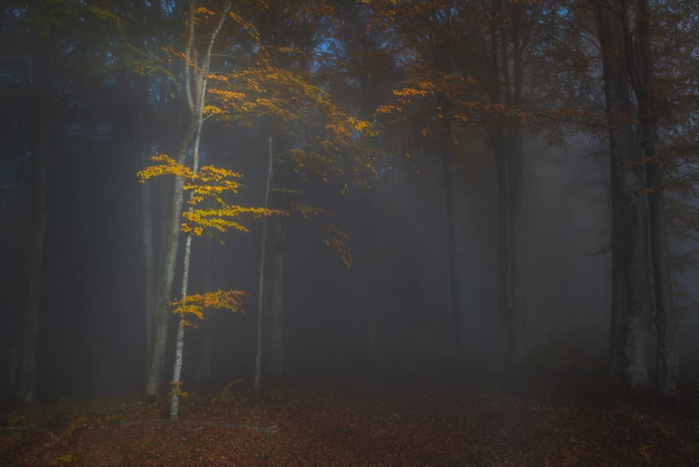 Misty Autumn Forest by Alexandru Ionut Coman — canvas wall art