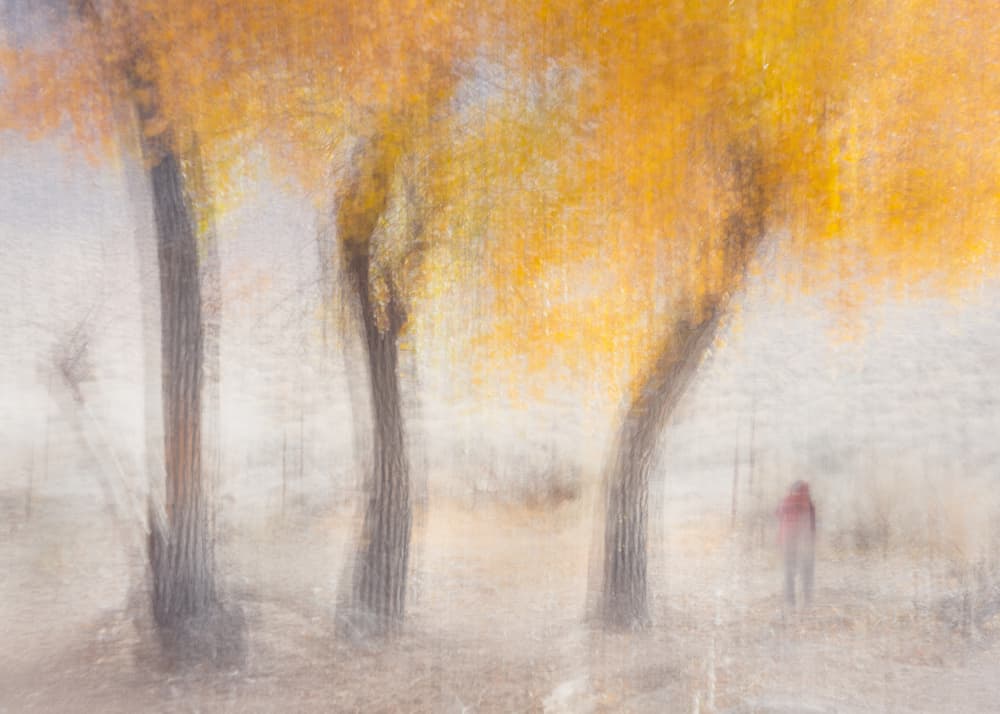 Dreamy Autumn Forest by Willa Wei — canvas wall art
