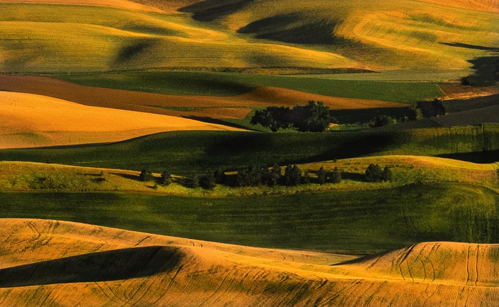Golden Green Rolling Hills by NanZ — canvas wall art