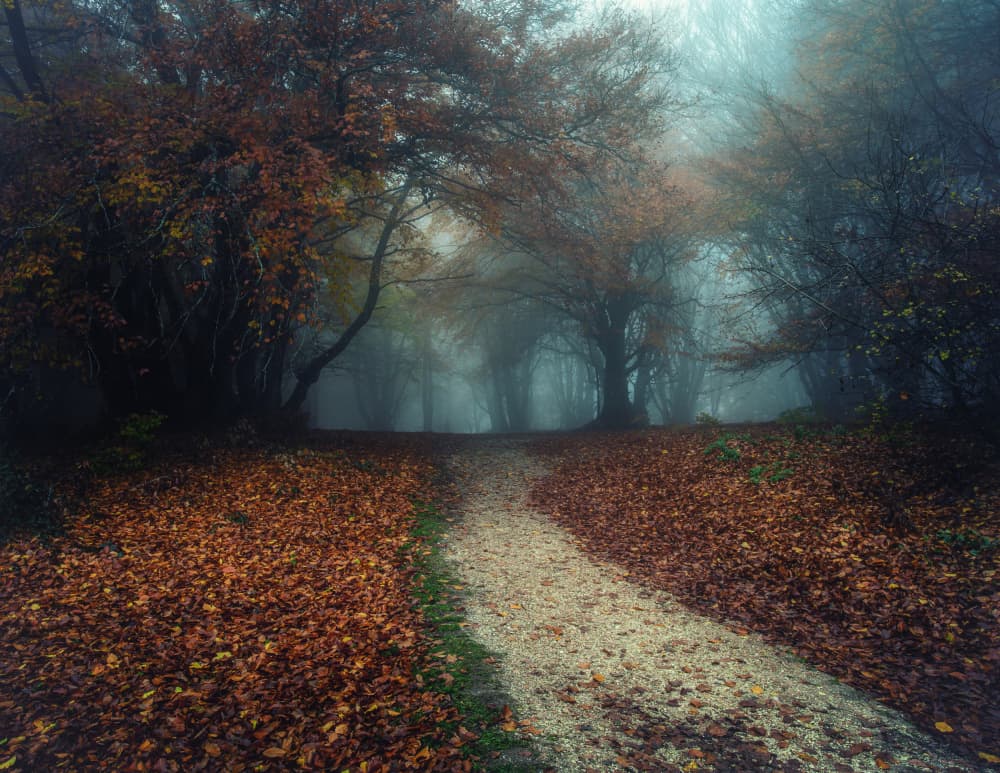 Misty Forest Path by Sergio Barboni — canvas wall art