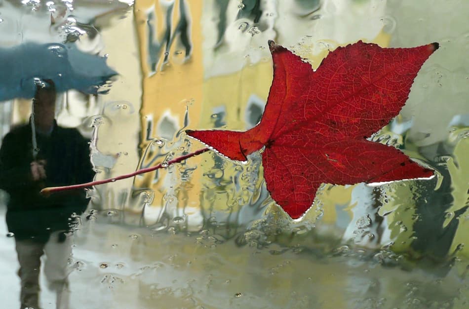 Red Leaf Rainy Window by Mario Mencacci — canvas wall art