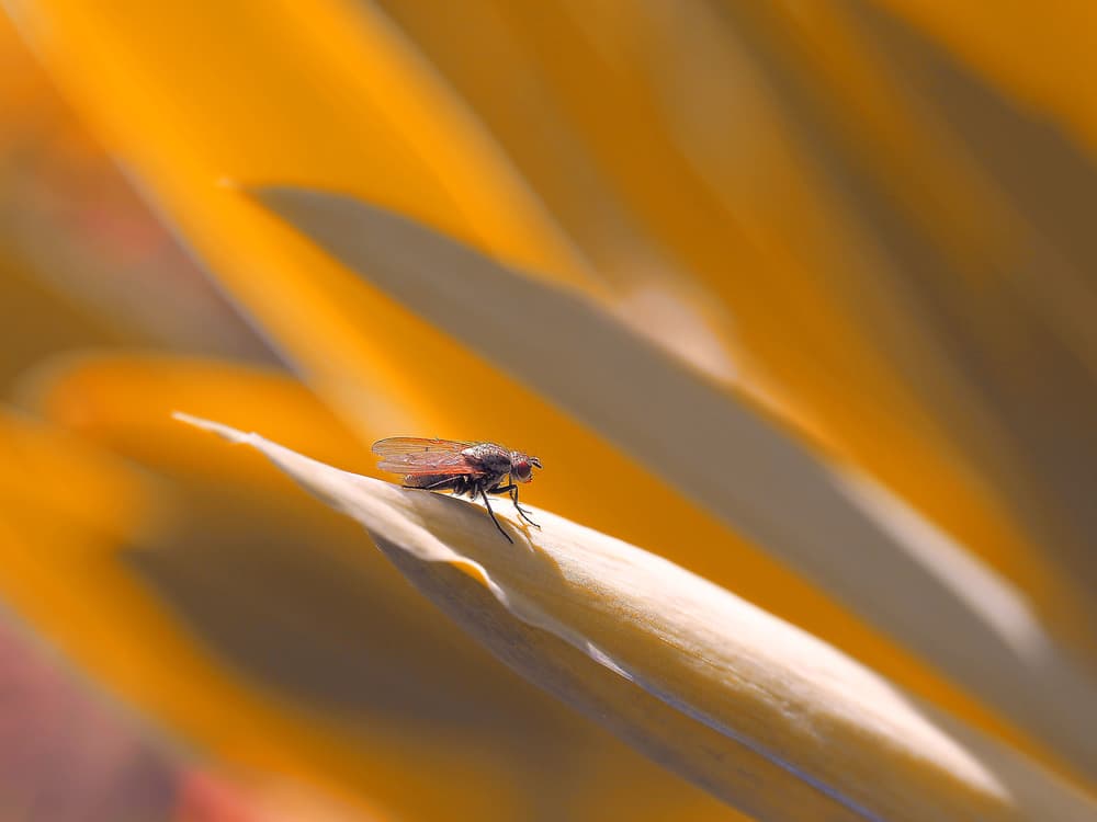 Fly on Golden Leaf by Thierry Dufour — canvas wall art