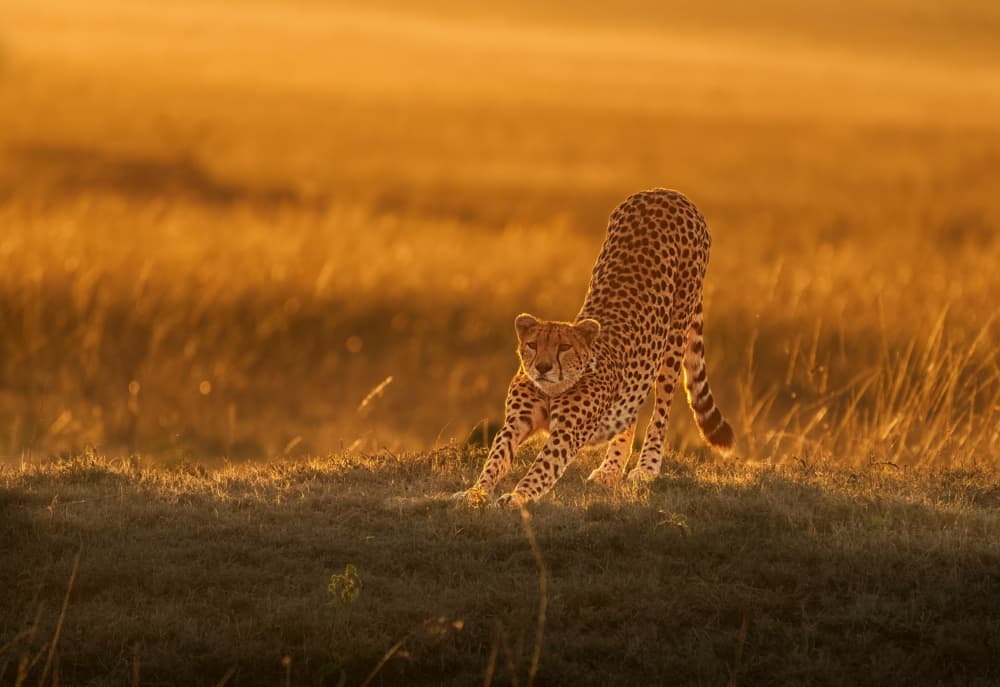 Golden Cheetah Stretch by Yuan Su — canvas wall art